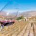 CyberWine 2025: Las claves para disfrutar de las mejores ofertas en vinos exclusivos y no perderte nada