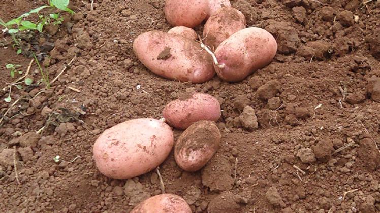 Brasil: Alta Oferta de Papas Persiste en Mercados Mayoristas, Impacta Precios