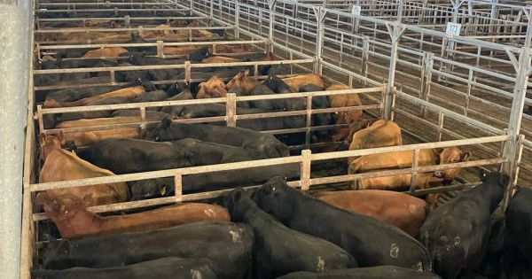 Últimas Noticias: Cómo la Oferta y Demanda Impactarán en los Precios de la Hacienda esta Semana
