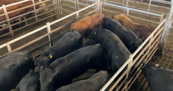 Impacto de las Recientes Lluvias en el Mercado Ganadero: Disminución de Oferta y Ajuste de Precios