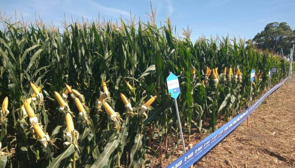 Descubre las Últimas Innovaciones en Biotecnología: Cómo la Soja, el Girasol y el Maíz Están Transformando el Mercado de Semillas